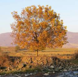 «Рыжая» красавица Карабаха: прощание с осенью