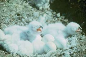 Птенцы белой совы в гнезде