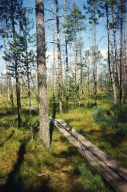 Центрально-лесной государственный природный биосферный заповедник